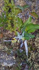Senecio oerstedianus