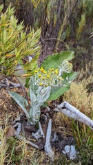 Senecio oerstedianus