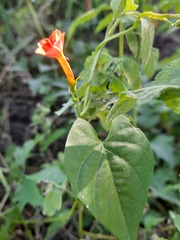 Ipomoea rubriflora