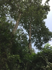 Rhodognaphalon brevicuspe