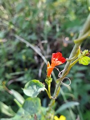 Ipomoea rubriflora