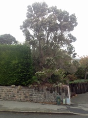 Taxandria juniperina