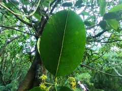 Elaeodendron orientale