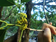 Elaeodendron orientale