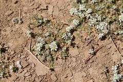 Lepidium aucheri