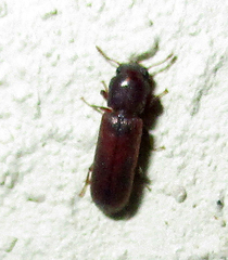 Lyctinae