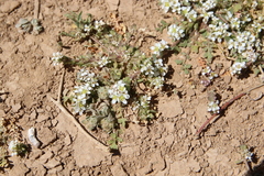 Lepidium aucheri