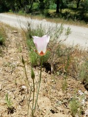 Calochortus simulans