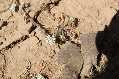 Lepidium aucheri