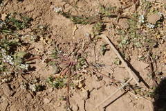 Lepidium aucheri
