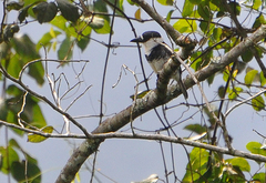 Notharchus macrorhynchos