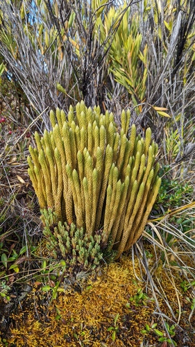Talamancan Firmoss (Phlegmariurus talamancanus)