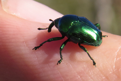 Eurhinus viridis