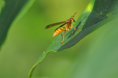 Pseudopolybia difficilis