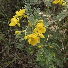 Senna auriculata
