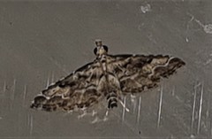 Sufetula hemiophthalma