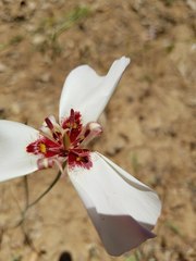 Calochortus simulans