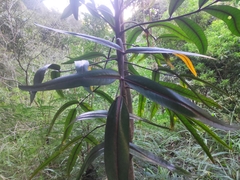 Polyscias cutispongia