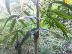 Polyscias cutispongia