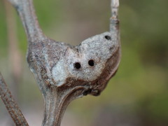 Neolasioptera lathami
