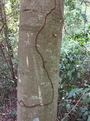 Rhodognaphalon brevicuspe