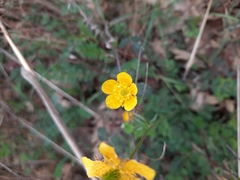 Ranunculus ollissiponensis