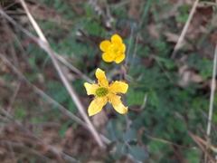 Ranunculus ollissiponensis
