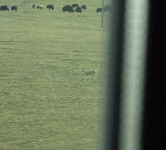 Procapra picticaudata