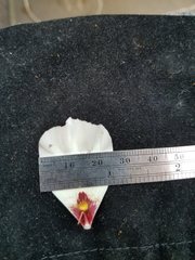 Calochortus simulans