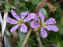 Lythrum flagellare