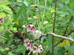 Oxystelma esculentum