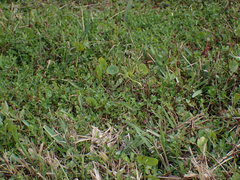 Lythrum flagellare