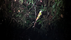 Physignathus cocincinus