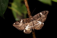 Erebus terminitincta