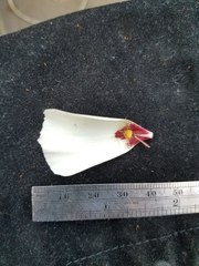 Calochortus simulans