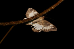 Erebus terminitincta