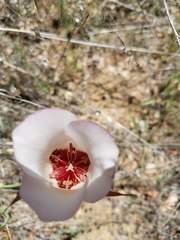 Calochortus simulans