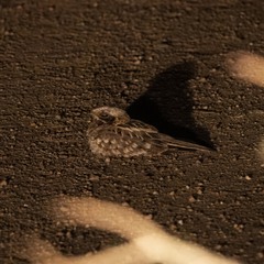 Caprimulgus asiaticus
