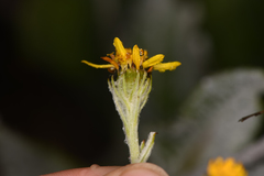 Senecio oerstedianus