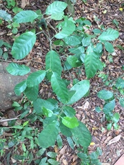 Psydrax subcordata