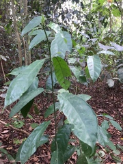 Psydrax subcordata