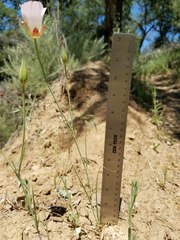 Calochortus simulans
