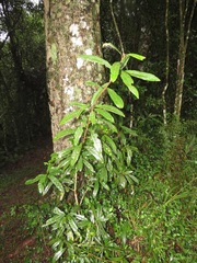 Acridocarpus natalitius natalitius