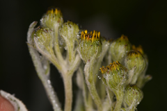 Senecio oerstedianus