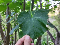 Jatropha curcas