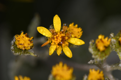 Senecio oerstedianus