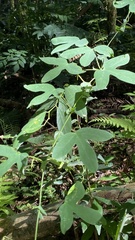 Passiflora amethystina