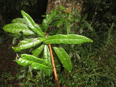 Acridocarpus natalitius natalitius