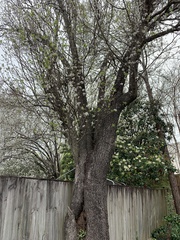 Pyrus calleryana