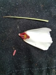 Calochortus simulans